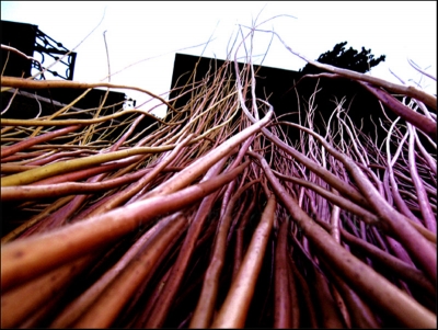 Obra: Camins vegetals. Imatges extretes de www.situs.deviantart.com