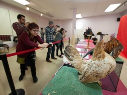 28/11/2015 - Tirada fotogràfica: Cura i cria de galls Serama