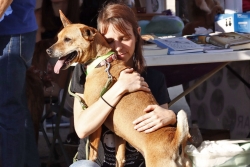 Desfilada de gossos en adopció amb la Protectora de Granollers. (imatge: Gemma Paradell)