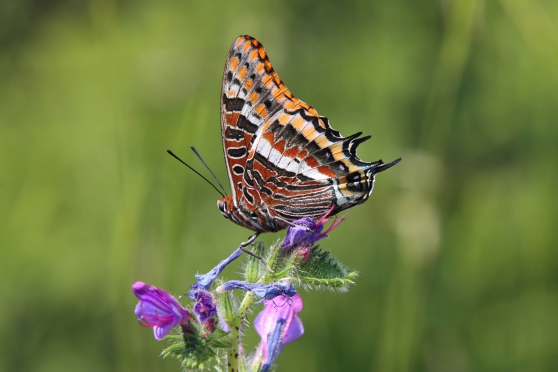 Imatge: Feliciano Iglesias Ortega.
