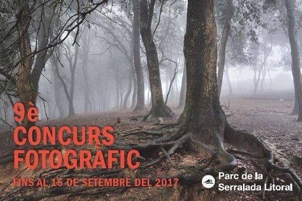 Imatge de promoció de la 9a edició del concurs. "Bosc Misteriós", de Diego Mora Cabello.