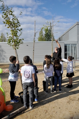 Plantada d'arbres a l'Escola Mogent