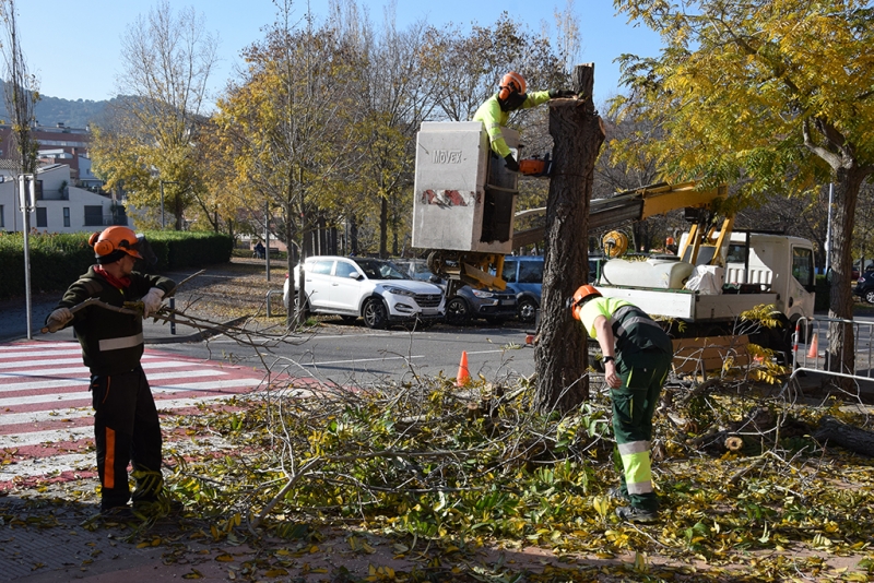 Treballs de reposició d'arbrat al carrer Major.