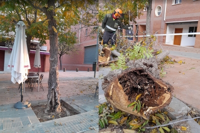 Treballs de reposició d'arbrat al carrer Major.