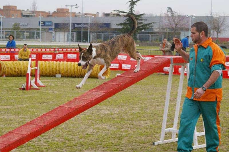 Exhibició d'agility. Foto cedida pel Club Agility Can Jané