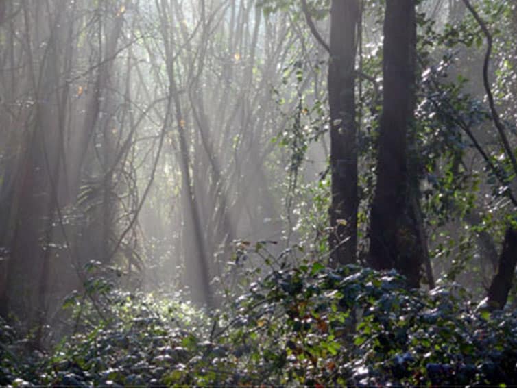 1r premi de la III edició del concurs forogràfic del Parc de la Serralada Litoral, en la modalitat flora, paisatge i ecosistema. Foto: Jordi Ribas