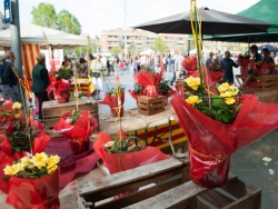 23-04-2015 - Roses, llibres i entitats a la plaça de Pau Picasso