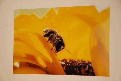Fotografia de Francesc Feliu