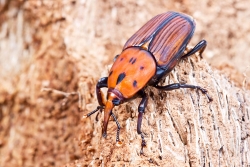 Rhynchophorus ferrugineus (imatge: koppert)