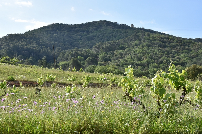 Espai del Parc de la Serralada Litoral a tocar de Montornès, amb el Castell de Sant Miquel al fons.