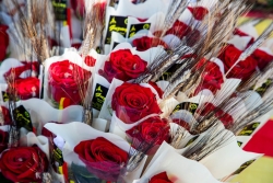 Roses a la plaça de Pau Picasso.