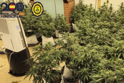 Plantes intervingudes a Montornès. Foto: Policia Nacional i Policia Local de Montornès.