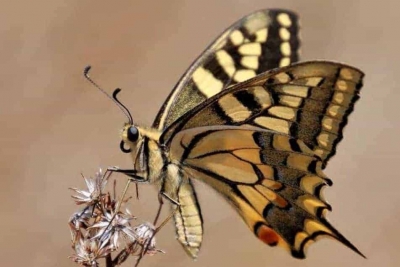 3r premi de l'edició 2016 del concurs. "Escalfant motors (Papilio machaon)", de Lluís Artés López.