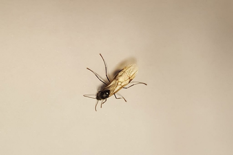 Exemplar de formiga voladora