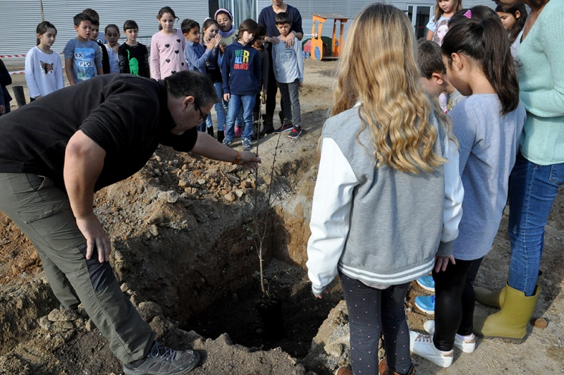 Plantada d'arbres a l'Escola Mogent