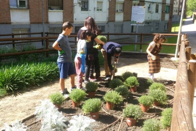 Plantada al jardí urbà amb l'escola Marinada