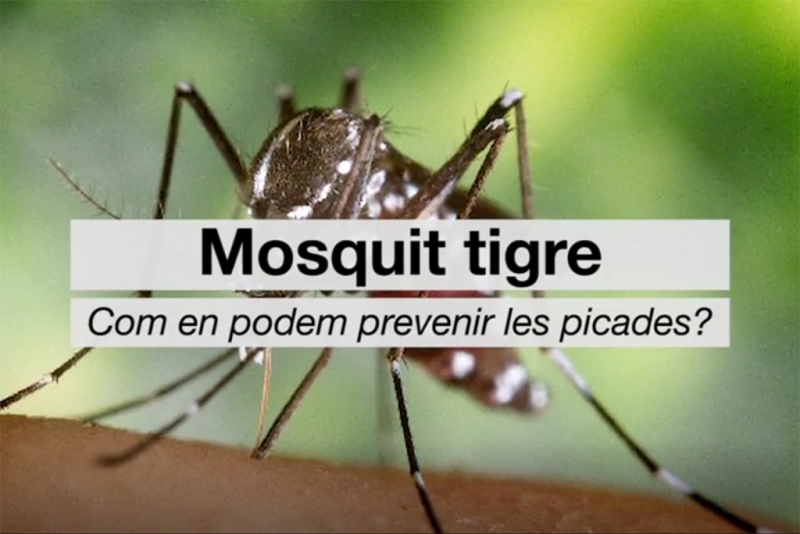 Campanyes de prevenció del mosquit tigre - Canal Salut