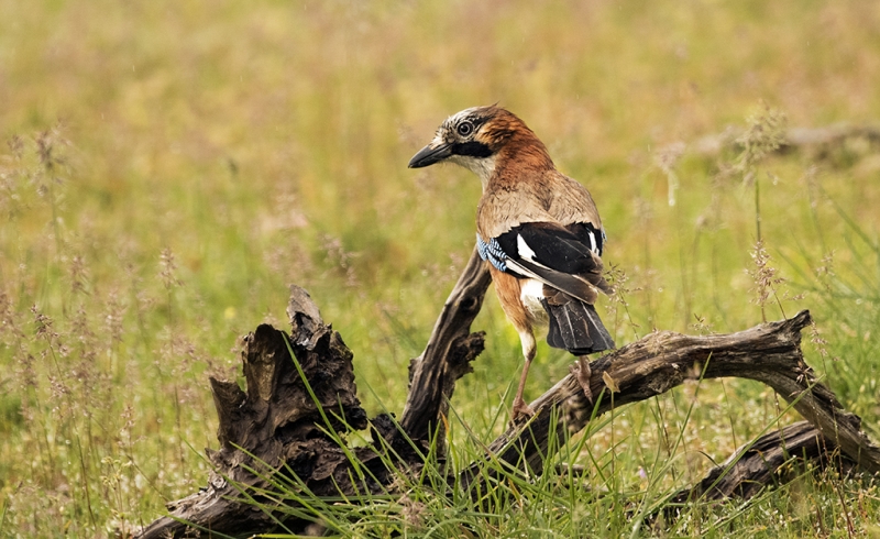 Garrulus Glandarius, de Jose Antonio Rios Robles. 1r premi a l'edició 2020 del concurs.