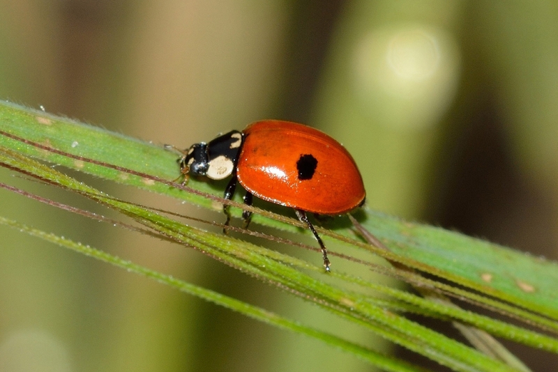 Adalia Bipunctata, l'espècie amb què és duu a terme el control biològic de l'arbrat (imatge: Franco Patrizia).