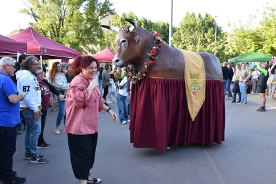 El Bou de Montornès ha passejat per la plaça.